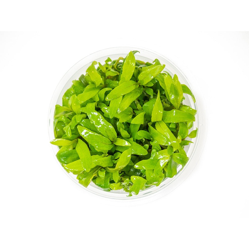 Mini Siamese 53B Hygro (Hygrophila corymbosa “Siamensis”) Tissue Culture 1 Tissue Culture
