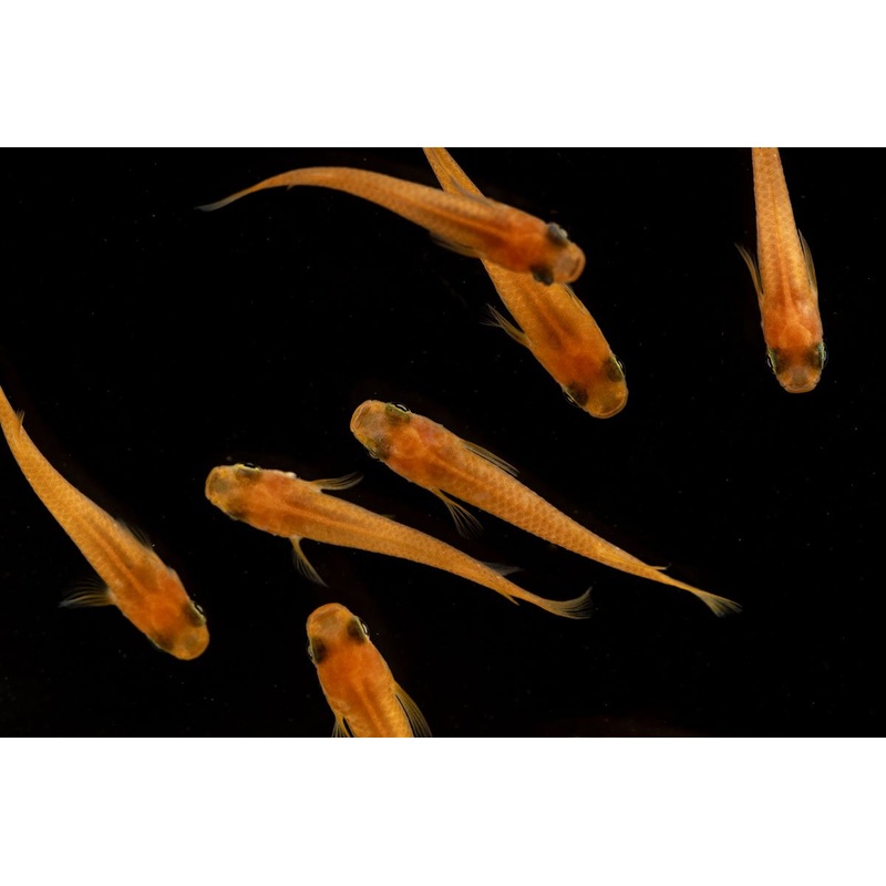 Oryzias Sp Pink Medaka Rice Fish 6 Pack