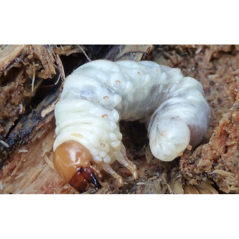 Reddish-Brown Stag Beetle Larvae Kit