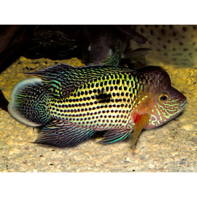 Rivulatus White Fin 4-5cm