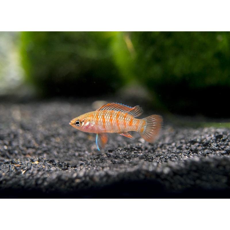 Scarlet AKA Gem Badis (Dario dario) Group of 3