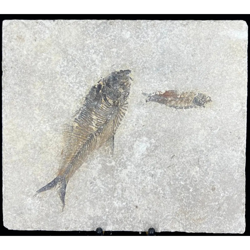 Fish Fossil – Knightia Eoceana