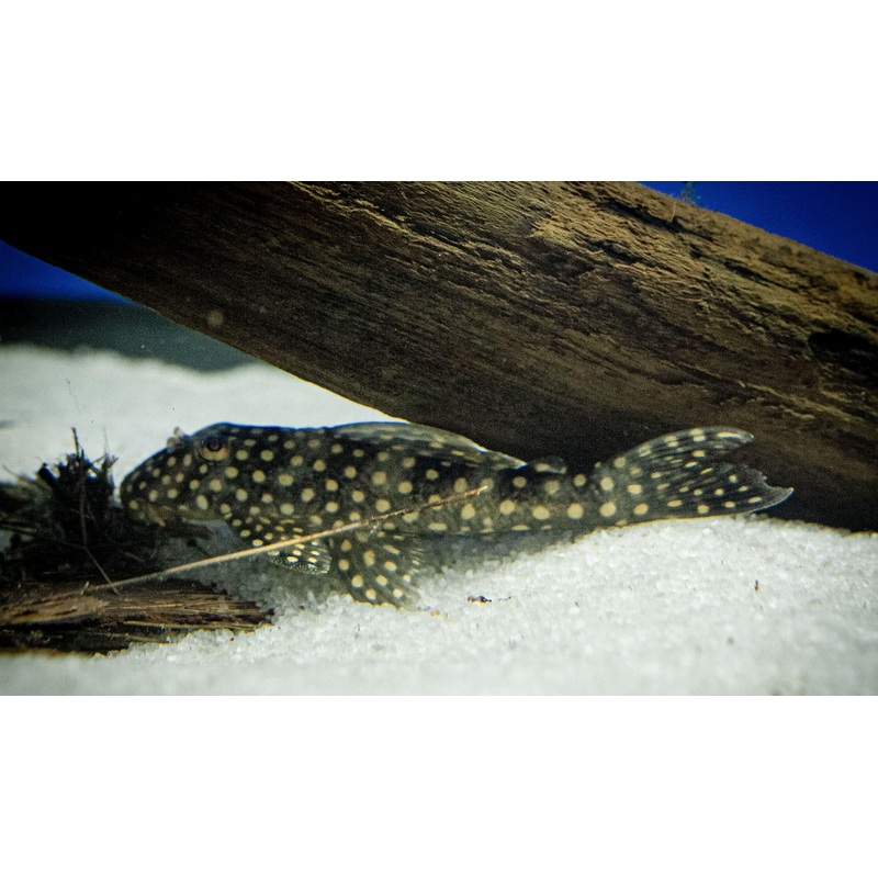 L048 Golden Cloud Pleco 3-4″ Unsexed
