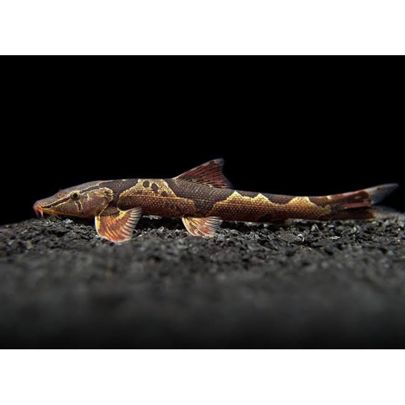 Marble Lizard Fish 4cm Marble Lizard 4cm
