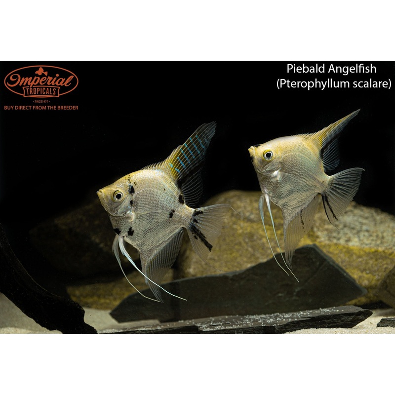 Piebald Angelfish 1-2″ Unsexed