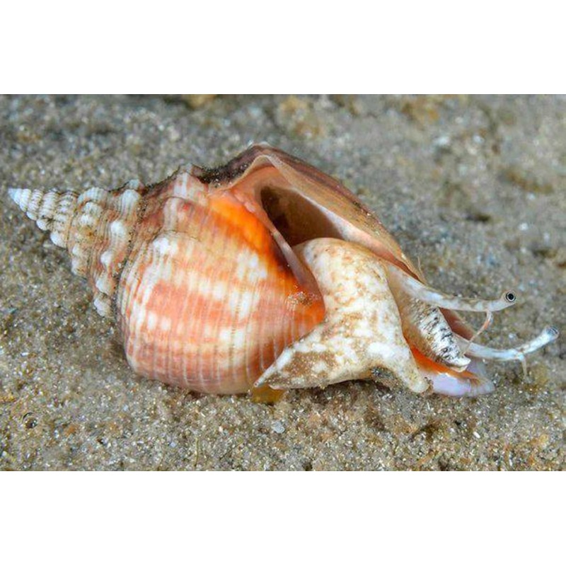 Queen Conch Snail