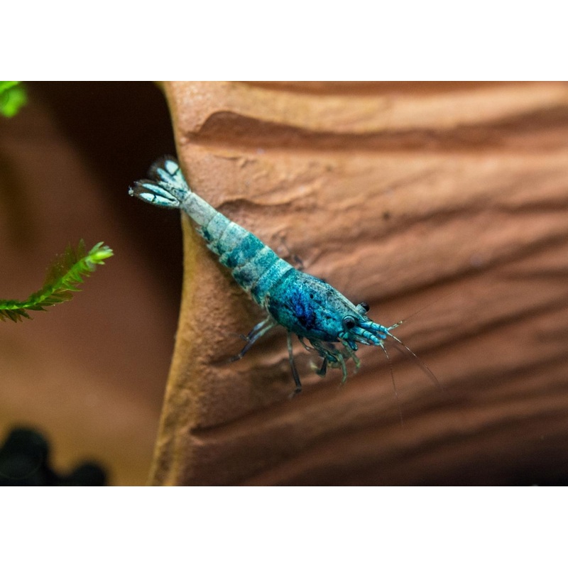Shrimp – Blue Bolt 1-1.5cm