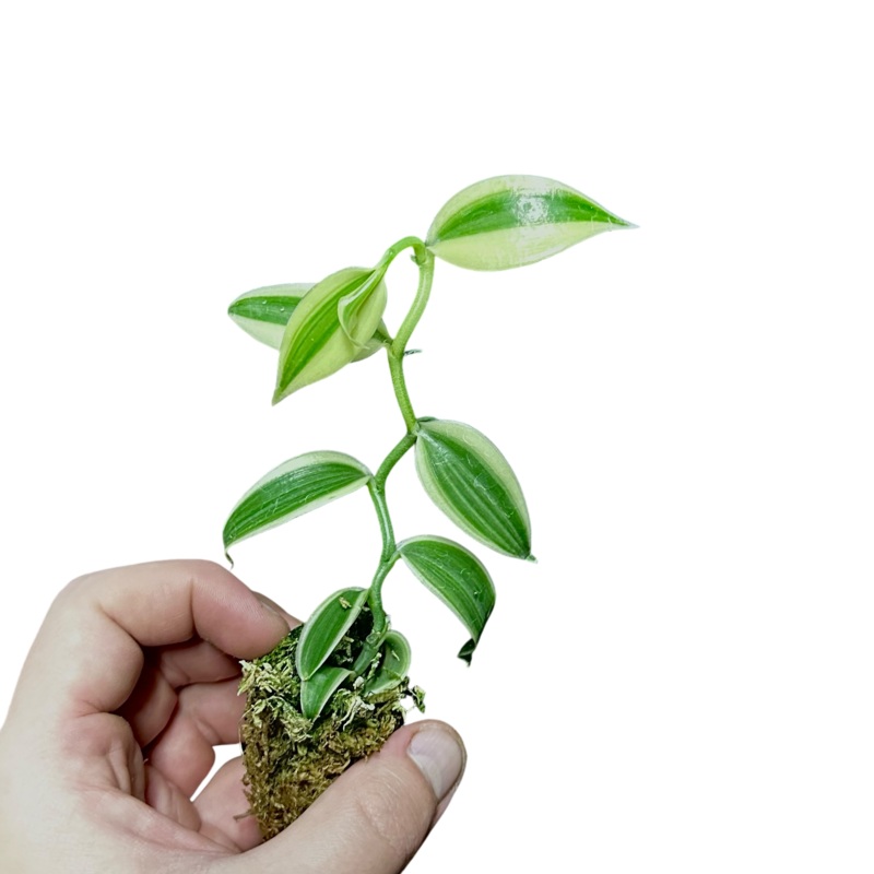 Vanilla planifolia Super Variegated 3-6 leaf cutting