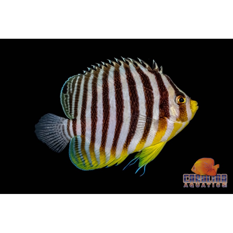 Angel – Multifaciatus