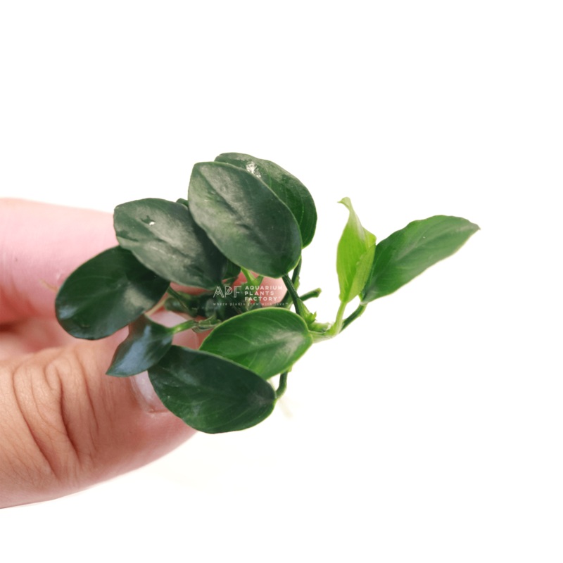 Anubias Petite [Bulk Discount] Pack of 10