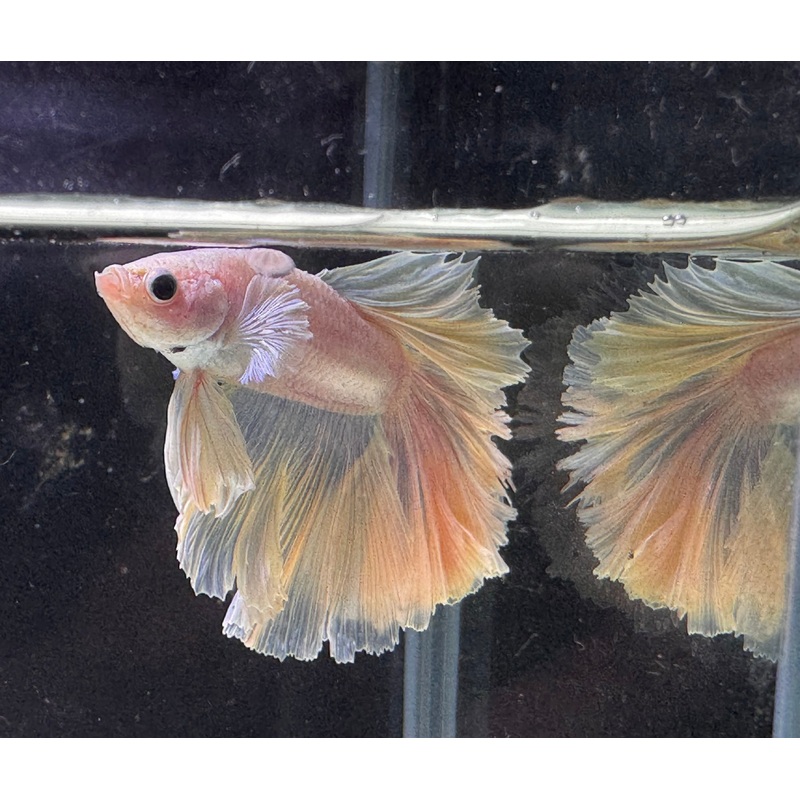 Betta Male – A Grade Half Moon Pearly 1 Male