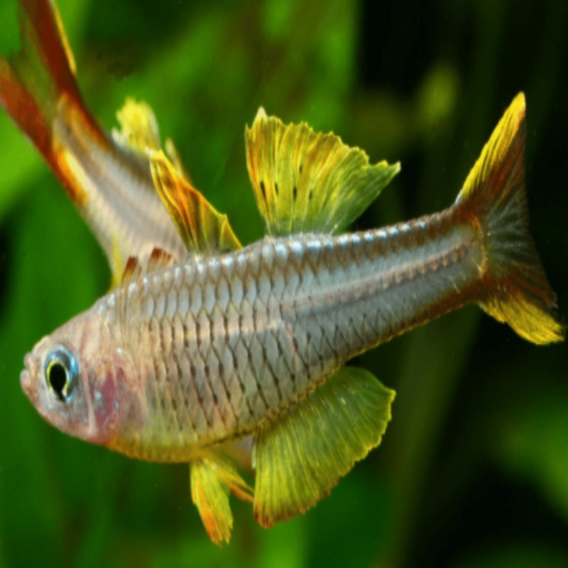 Blue Eye – Ivanstoffi 2-3cm