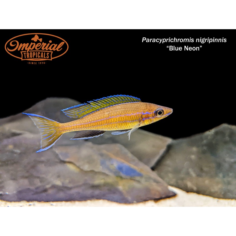 Blue Neon Paracyprichromis 1-2 Unsexed