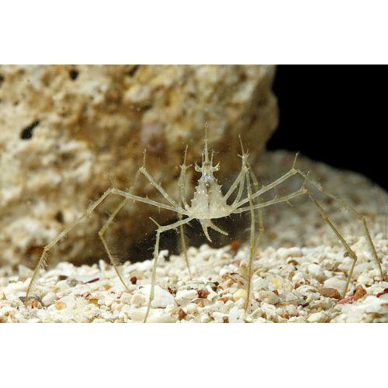 Frilly Arrow Crab