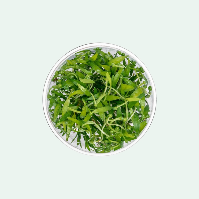 Helanthium Tenellus Broad Leaf UNS Tissue Culture