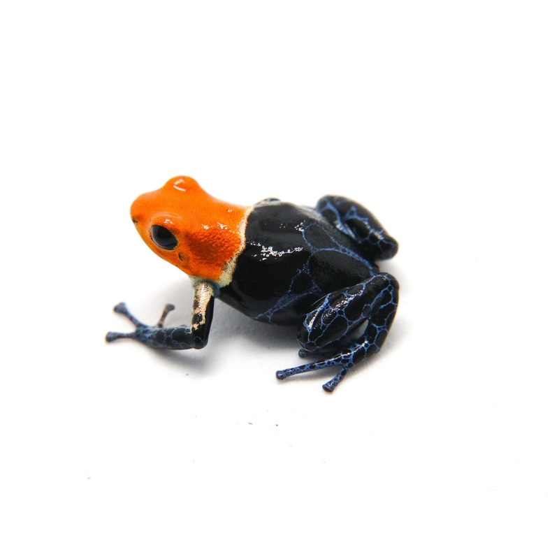 Ranitomeya fantastica “True Nominal” – Tadpole Single Tadpole
