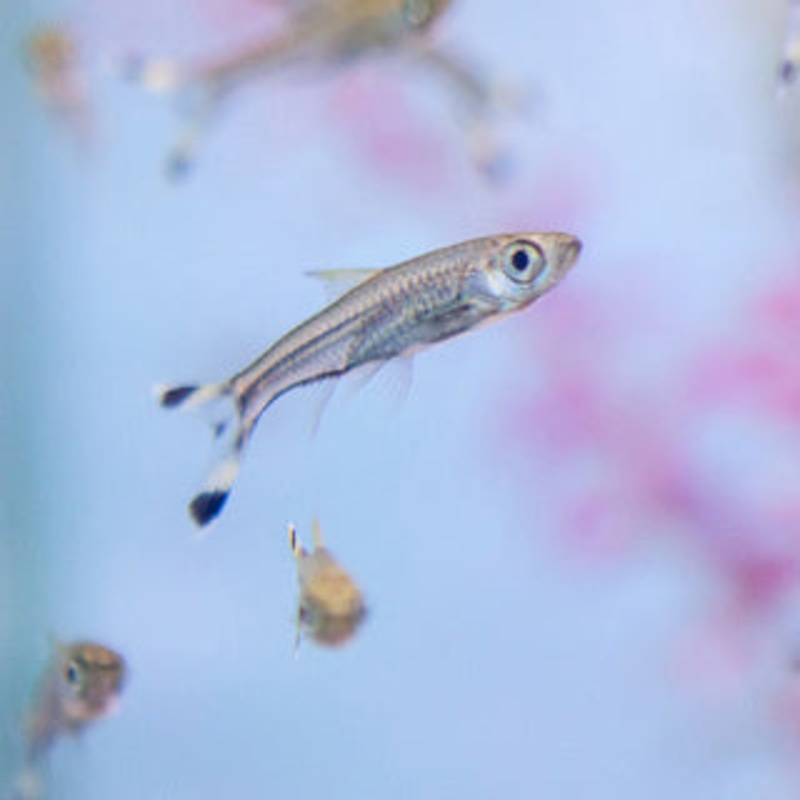 Scissortail Rasbora 3-5cm