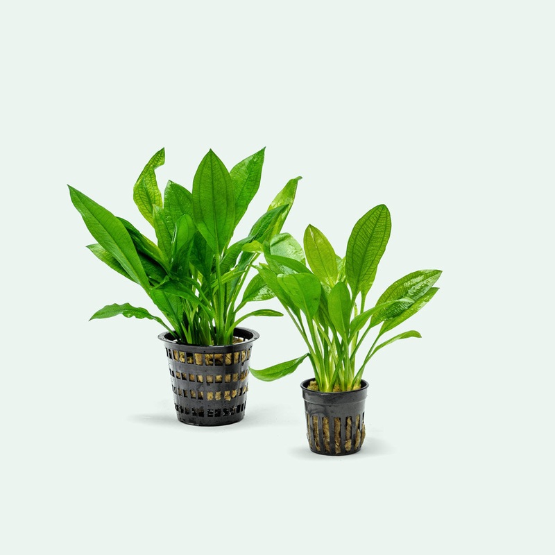 Echinodorus Bleheri – Mother Plant