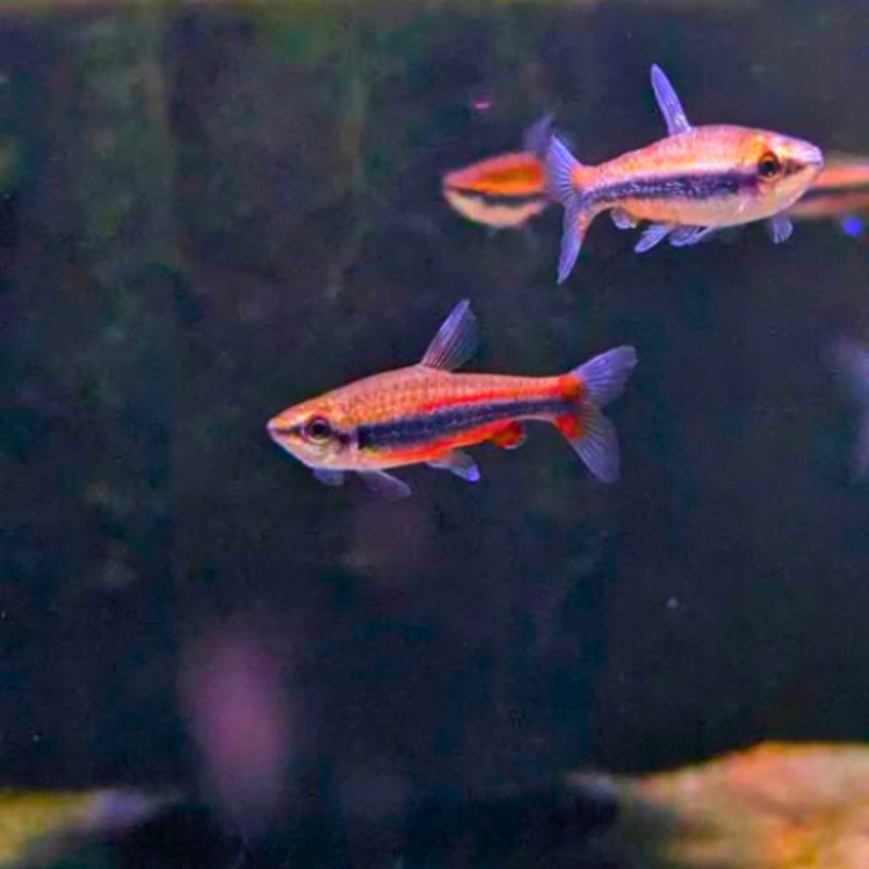 Golden Pencilfish 3 – 4 cm
