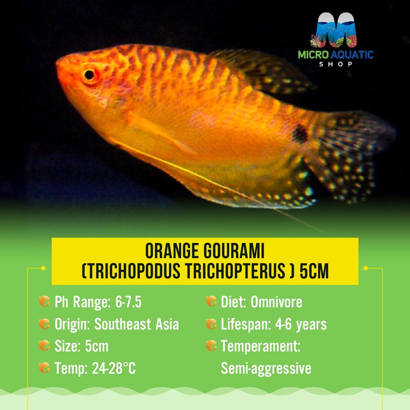 Gourami – Orange 5cm 1 gourami
