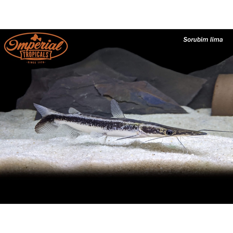 Lima Shovelnose Catfish 5-6 Unsexed