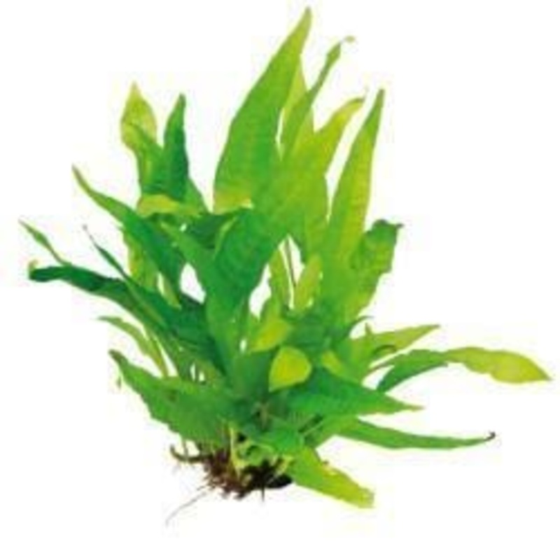 Microsorum pteropus (Java Fern) ALA – Loose Cutting