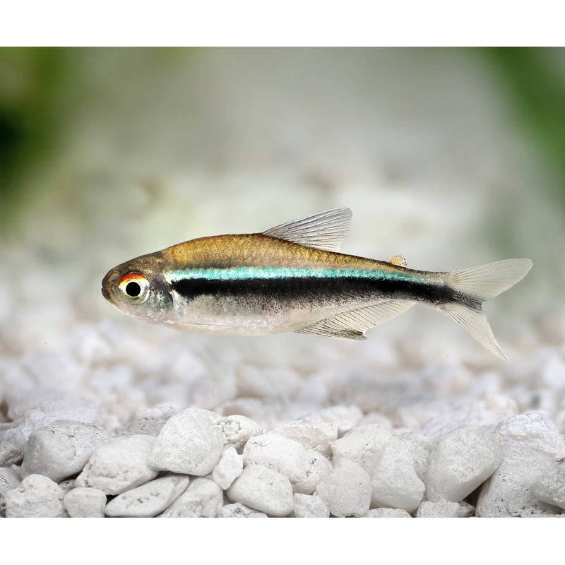 Neon Tetra – Black Special (10 for $15) 1-2cm