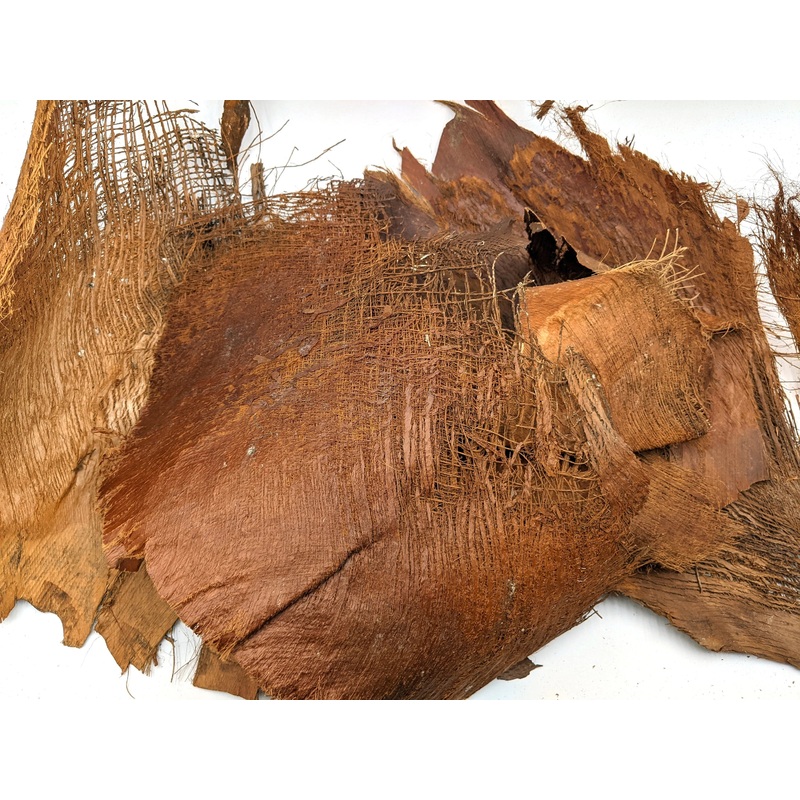 Palm Tree Bark