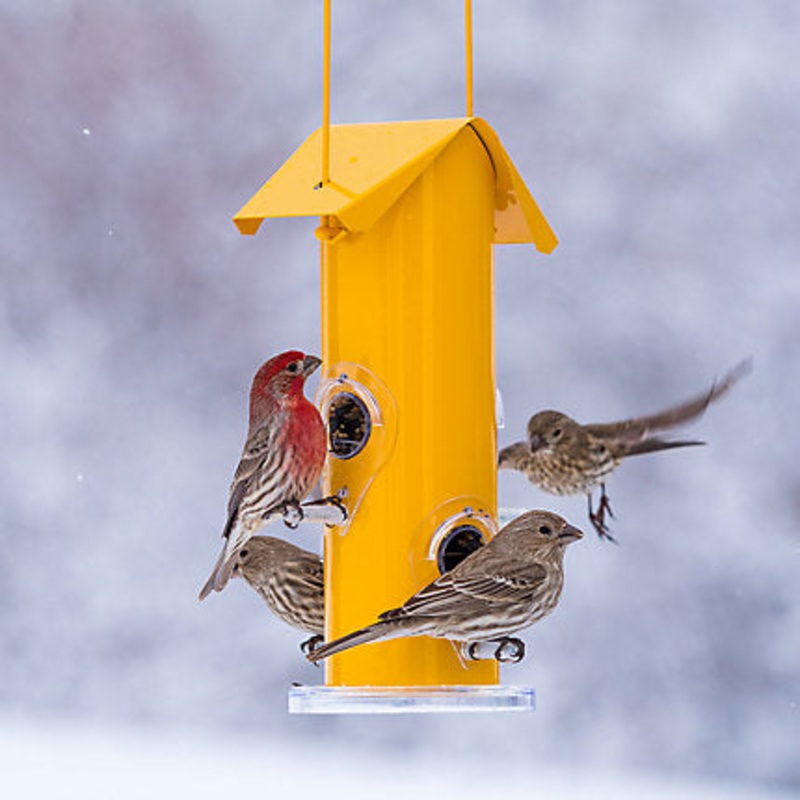 Perky-Pet Yellow Metal Tube Bird Feeder – 12 oz Seed Capacity