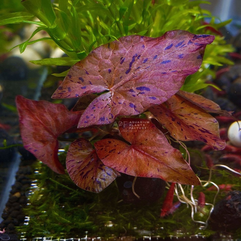 Red Tiger Lotus Sprouted Bulb With Leaf