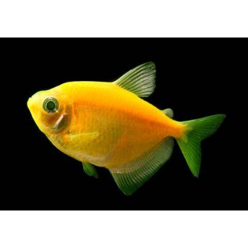 GloFish – Tetra Sunburst Orange