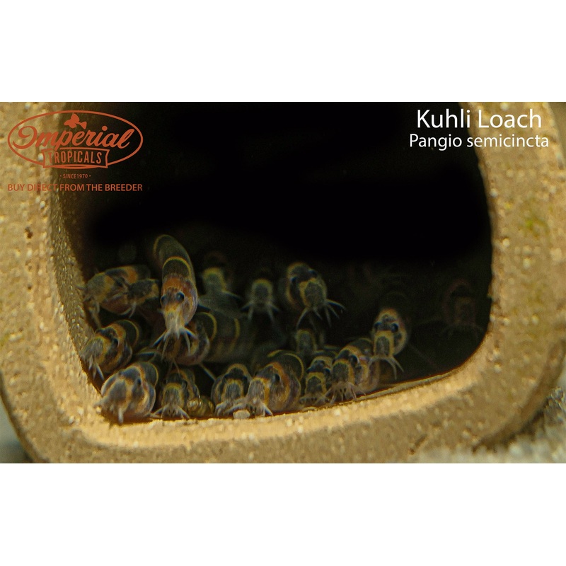 Kuhli Loach (3 Pack) 1-2 Unsexed