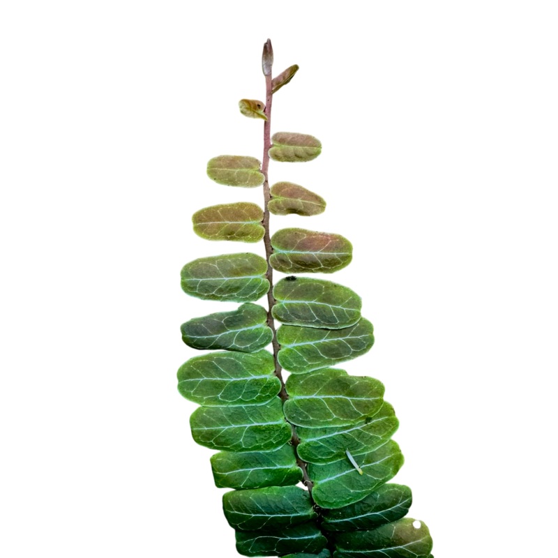 Marcgravia sp. Copper 6-10 leaf tip cutting