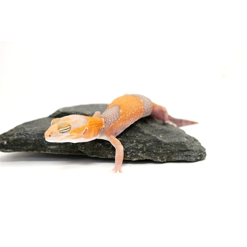 Tangerine Fat Tail Gecko