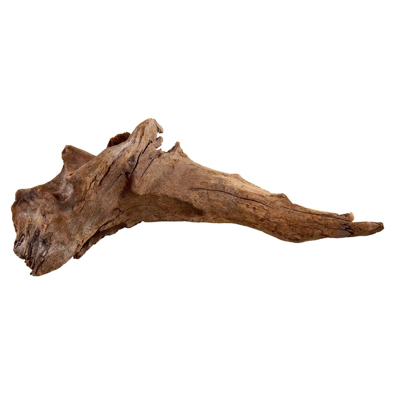 Underwater Treasures Kapas Root Small