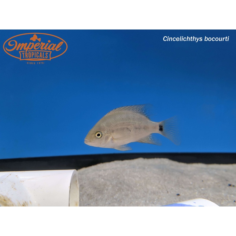 Chisel Tooth Cichlid 1.5-2″ Unsexed