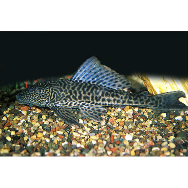 Common Plecostomus Large