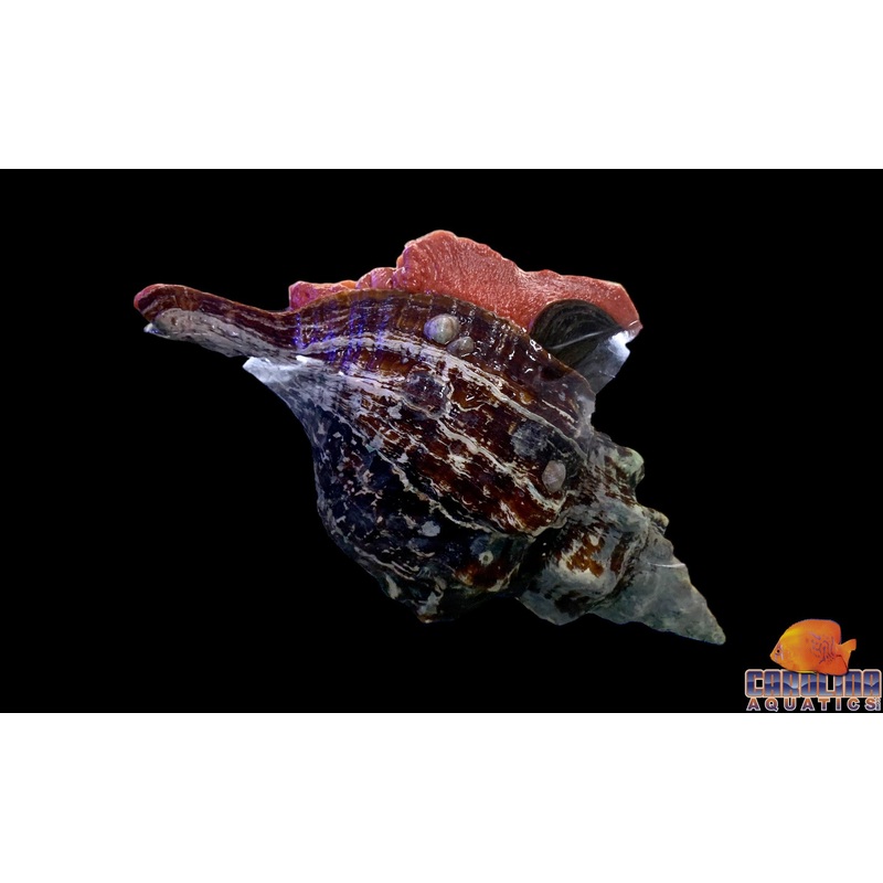 Conch – Horse Lg