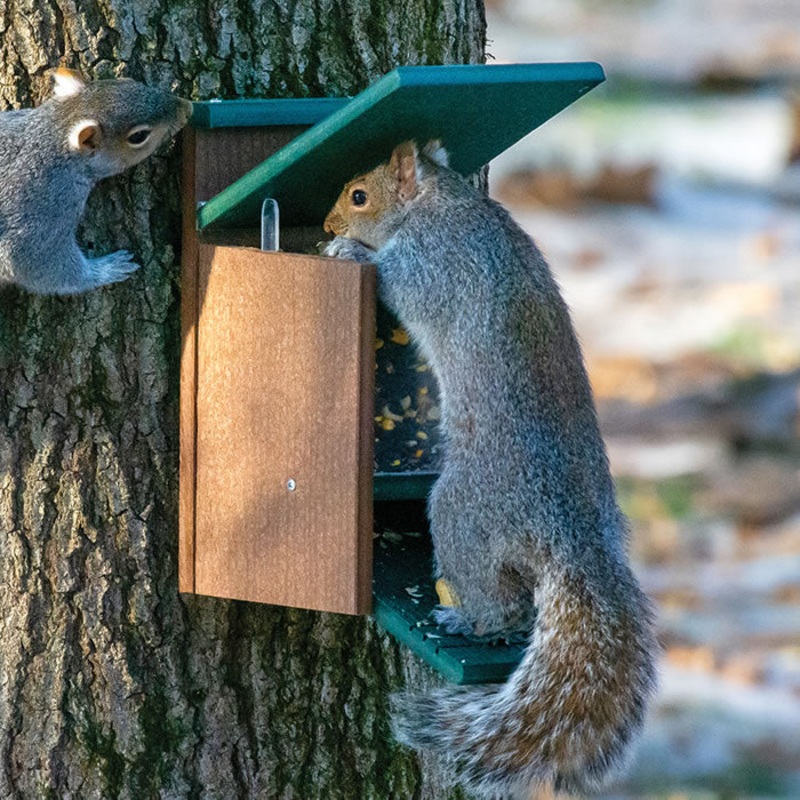 Duncraft Eco-Strong Jack in the Box Squirrel Feeder