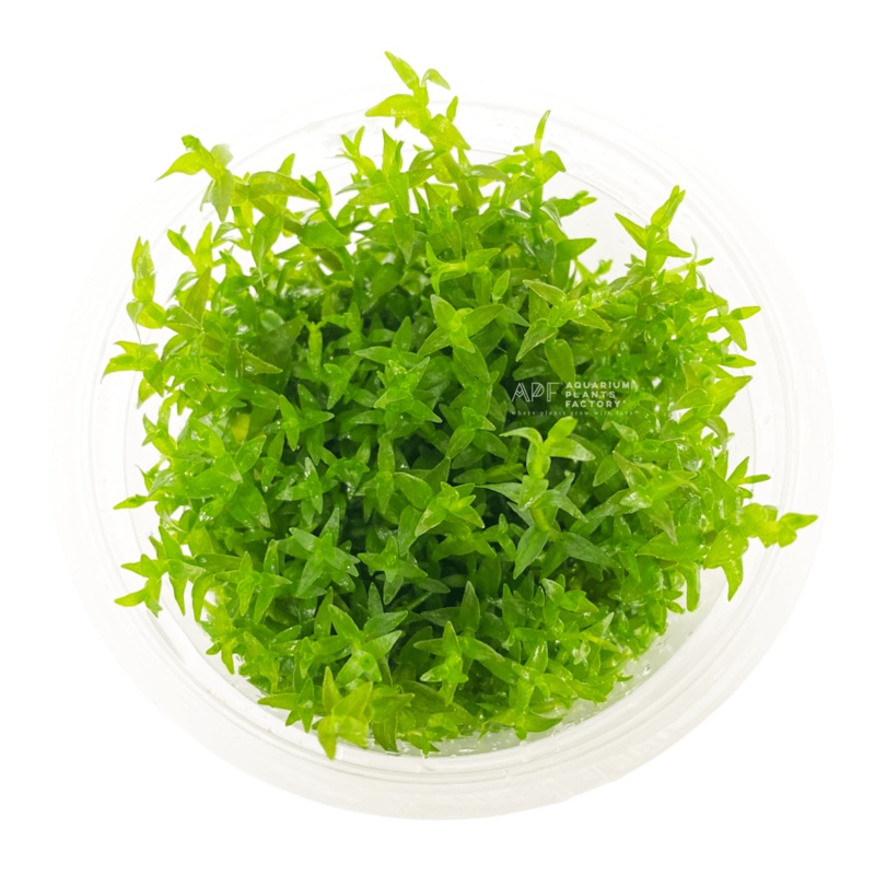 Gratiola Viscidula Vitro Culture