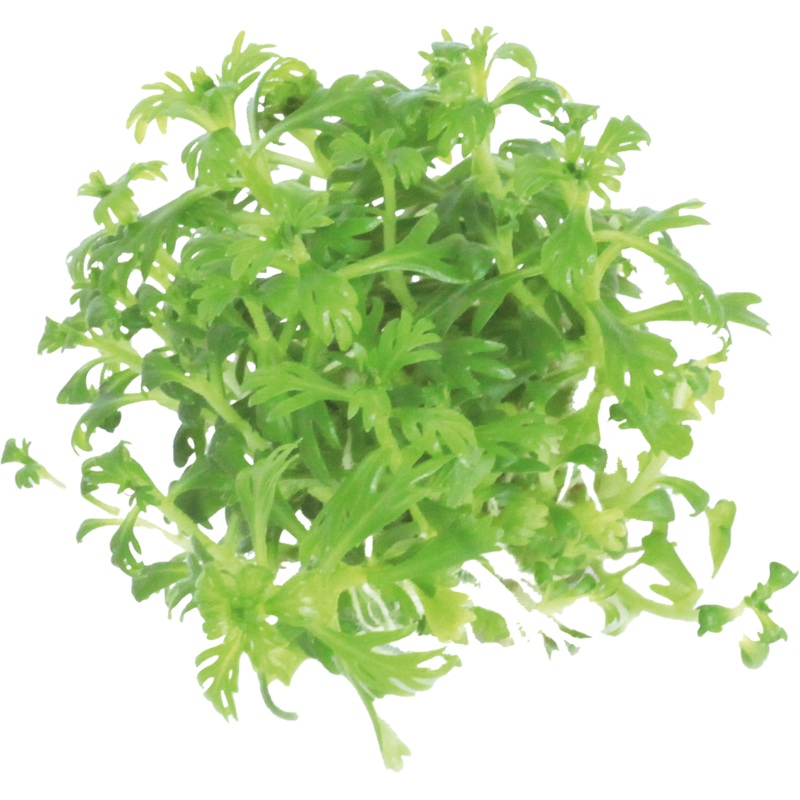 Hottonia Palustris – Easy Grow