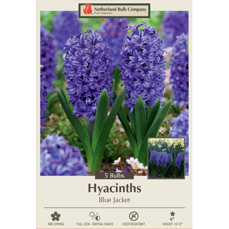 Netherland Bulb Company Hyacinth ‘Blue Jacket’