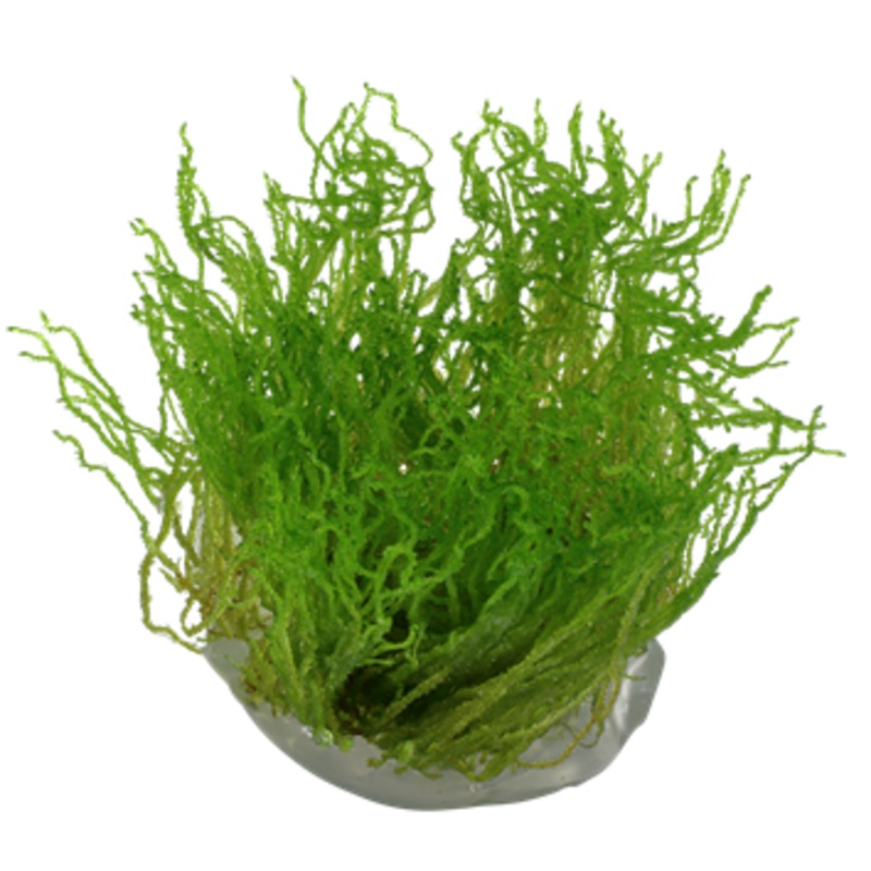 ORIENTAL TC (Taxiphyllum ‘Flame’ / C31281)