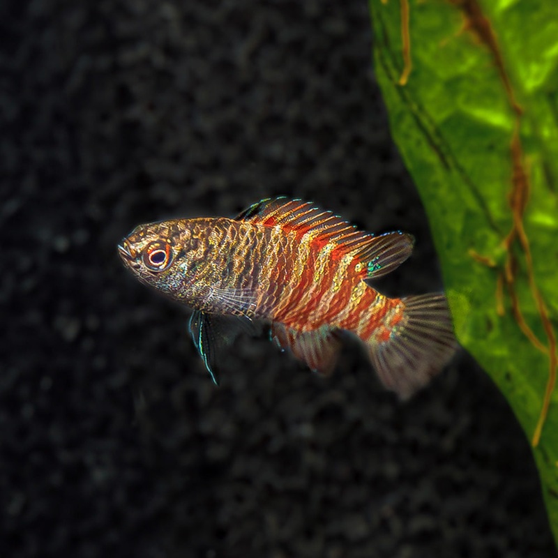 Black Tiger Dario | Dario sp ‘Pyjamas’ Imported 1 Fish