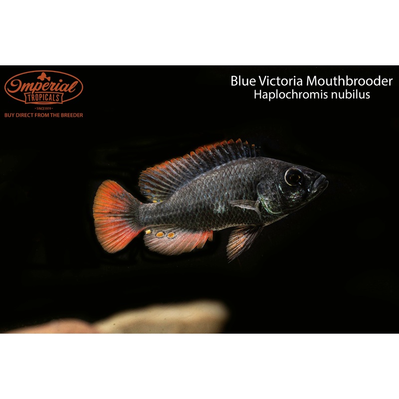 Blue Victoria Mouthbrooder 2-3″ Unsexed
