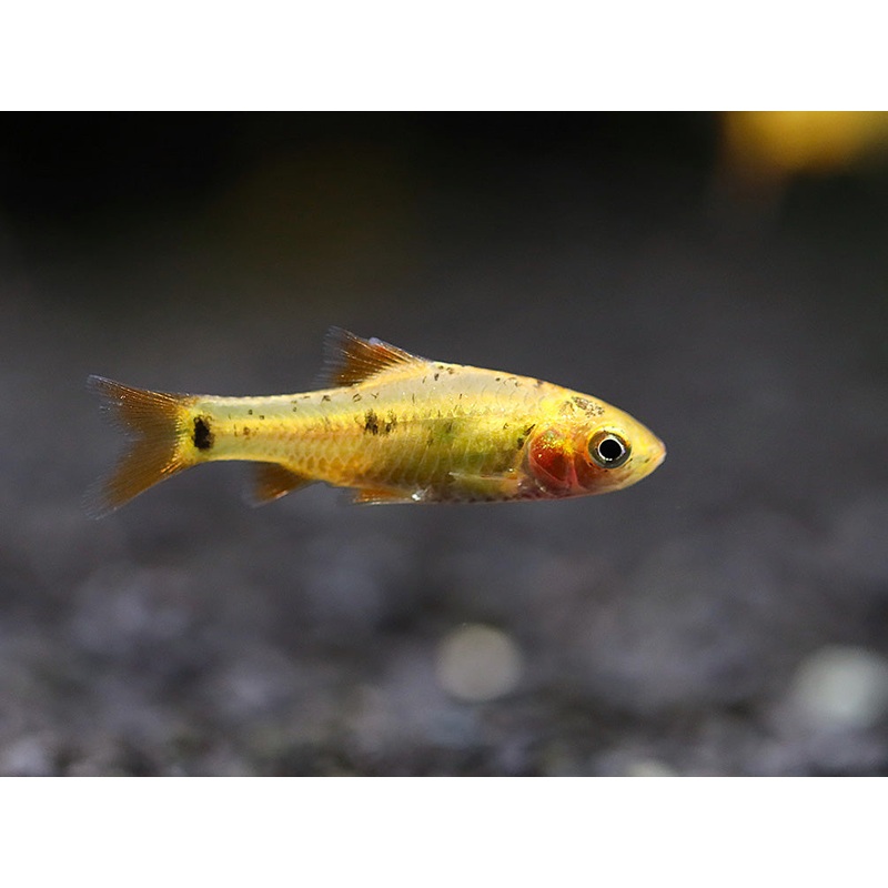 Gold Barb (Puntius semifasciolatus)  Tank Bred 3 Fish