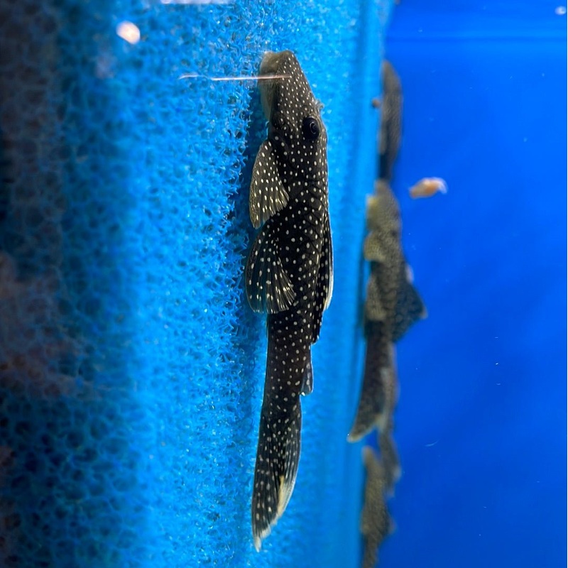 L067 Yellow Seam Pleco 4-5″ Unsexed