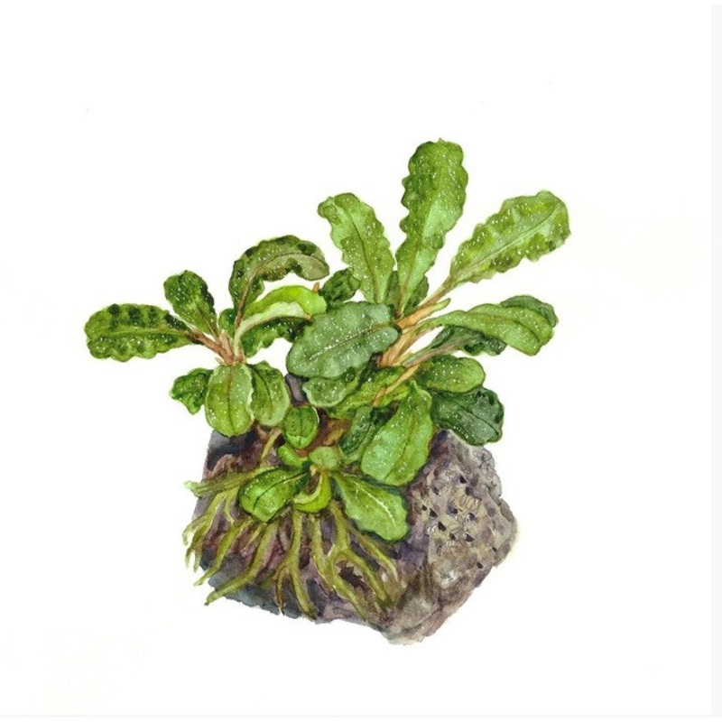 1-2-Grow! Bucephalandra pygmaea Bukit Kelam