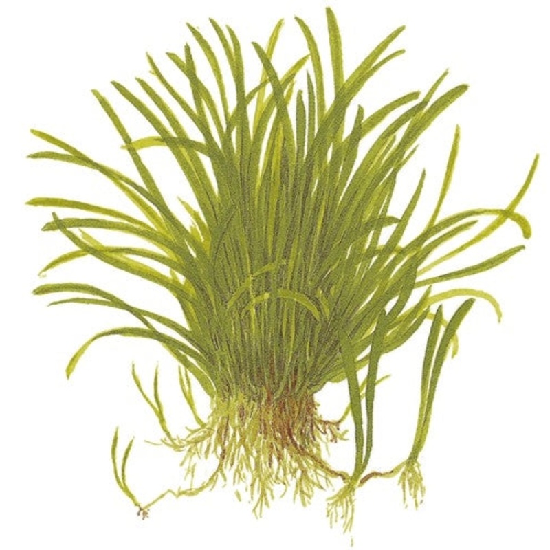 1-2-Grow! Lilaeopsis brasiliensis