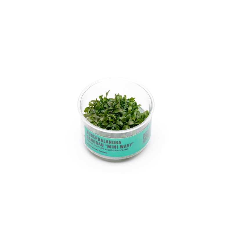 Bucephalandra Sanggau Mini Wavy UNS Tissue Culture